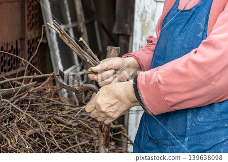 A senior gardener prunes dry branches with hand shears while engaging in seasonal plant maintenance and sustainable backyard landscaping work to promote healthy growth in the spring garden area A senior gardener prunes dry branches with hand shears while engaging in seasonal plant maintenance and sustainable backyard landscaping work to promote healthy growth in the spring garden area 139638098