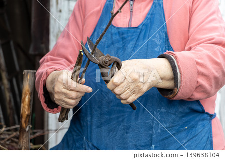 An elderly person uses sharp garden shears to prune dry twigs, representing seasonal maintenance of fruit trees, organic gardening practices, and a sustainable backyard hobby for agriculture An elderly person uses sharp garden shears to prune dry twigs, representing seasonal maintenance of fruit trees, organic gardening practices, and a sustainable backyard hobby for agriculture 139638104