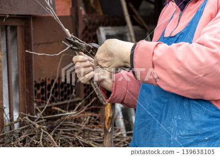 Senior gardener using pruning shears to trim dry branches, focusing on sustainable orchard maintenance and seasonal plant care to ensure healthy growth within a backyard or farm environment 139638105