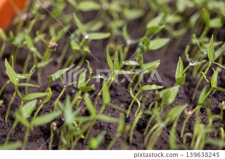 Young green pepper seedlings sprout from dark fertile soil with water droplets, perfectly symbolizing spring growth, sustainable organic gardening, nature renewal, and planet health Young green pepper seedlings sprout from dark fertile soil with water droplets, perfectly symbolizing spring growth, sustainable organic gardening, nature renewal, and planet health 139638245