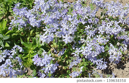 Light Purple Garden Phlox Flowers Blooming in Spring Garden Light Purple Garden Phlox Flowers Blooming in Spring Garden 139638358