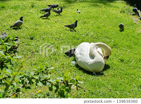 White swan resting on a green meadow surrounded by pigeons. Spring sunny park, peace of nature White swan resting on a green meadow surrounded by pigeons. Spring sunny park, peace of nature 139638360