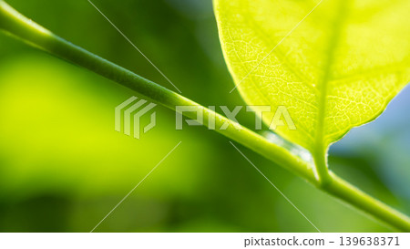 Natural plant green leaf in garden with bokeh background Natural plant green leaf in garden with bokeh background 139638371