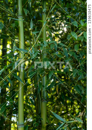 Lush green bamboo leaves background in a tropical garden Lush green bamboo leaves background in a tropical garden 139638475