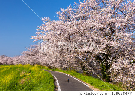 Umenoki, Kawashima-machi, Hiki-gun, Saitama Prefecture: A row of Somei Yoshino cherry trees in full bloom along the Umenoki Koto Reservoir, and a pheasant that appeared. Umenoki, Kawashima-machi, Hiki-gun, Saitama Prefecture: A row of Somei Yoshino cherry trees in full bloom along the Umenoki Koto Reservoir, and a pheasant that appeared. 139638477