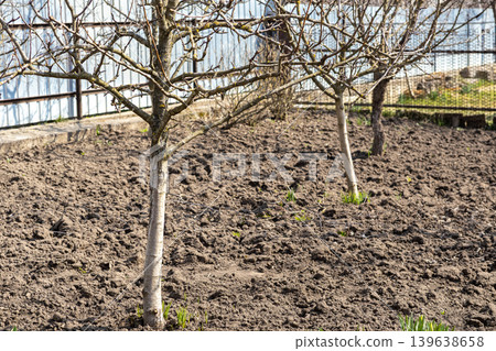 Bare fruit trees in a freshly plowed garden soil during early spring, representing agricultural preparation, seasonal planting, and the quiet beginning of a new growing cycle Bare fruit trees in a freshly plowed garden soil during early spring, representing agricultural preparation, seasonal planting, and the quiet beginning of a new growing cycle 139638658