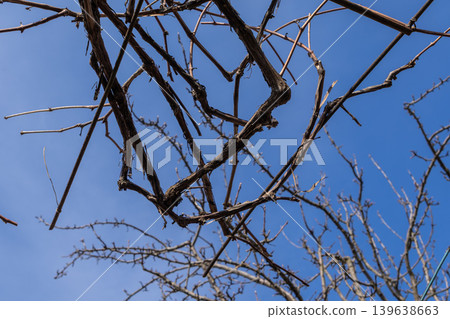 Leafless grapevine branches intertwine against a bright blue sky, capturing the quiet seasonal transition and the dormant nature of winter vineyard plants during agricultural cycles Leafless grapevine branches intertwine against a bright blue sky, capturing the quiet seasonal transition and the dormant nature of winter vineyard plants during agricultural cycles 139638663