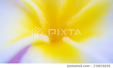 Close up of beautiful frangipani flower Close up of beautiful frangipani flower 139638836