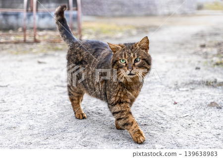 Tabby cat with expressive green eyes walking on a rural path, embodying resilience and independence in an outdoor environment while symbolizing the charm of stray animals in natural settings Tabby cat with expressive green eyes walking on a rural path, embodying resilience and independence in an outdoor environment while symbolizing the charm of stray animals in natural settings 139638983