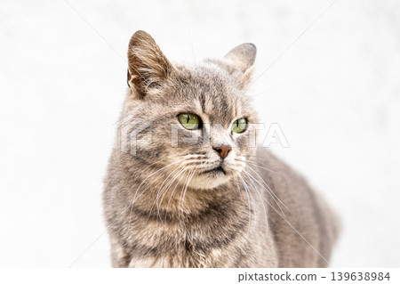 Portrait of a gray cat with bright green eyes looking away, highlighting domestic feline beauty and calm animal behavior in a bright minimal studio setting for advertising or editorial use Portrait of a gray cat with bright green eyes looking away, highlighting domestic feline beauty and calm animal behavior in a bright minimal studio setting for advertising or editorial use 139638984