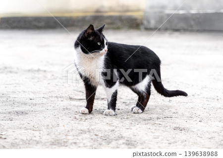 A black and white cat stands cautiously on a gray concrete surface, observing the surroundings with alert eyes and a wary posture, symbolizing urban stray wildlife or a domestic pet outdoors A black and white cat stands cautiously on a gray concrete surface, observing the surroundings with alert eyes and a wary posture, symbolizing urban stray wildlife or a domestic pet outdoors 139638988
