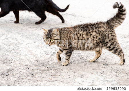 Tabby cat with green eyes walking outdoors on a gravel path, expressing natural feline curiosity and independence in a suburban environment, highlighting animal behavior and pet lifestyle Tabby cat with green eyes walking outdoors on a gravel path, expressing natural feline curiosity and independence in a suburban environment, highlighting animal behavior and pet lifestyle 139638990