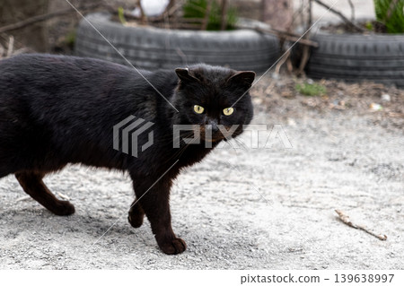 Stray black cat with piercing yellow eyes standing on an urban ground, highlighting the survival and resilience of abandoned animals in city environments, depicting animal welfare concepts 139638997