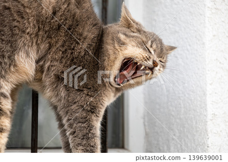 Tabby cat yawning with wide open mouth showing sharp teeth, capturing natural animal behavior and expressions in a domestic setting to highlight the daily life and relaxation of a pet feline Tabby cat yawning with wide open mouth showing sharp teeth, capturing natural animal behavior and expressions in a domestic setting to highlight the daily life and relaxation of a pet feline 139639001