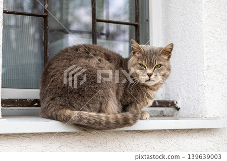 Grey tabby cat sitting on a white window sill, looking intently at the camera to capture a sense of domestic calm, peaceful companionship, and the gentle lifestyle of a household pet indoors Grey tabby cat sitting on a white window sill, looking intently at the camera to capture a sense of domestic calm, peaceful companionship, and the gentle lifestyle of a household pet indoors 139639003
