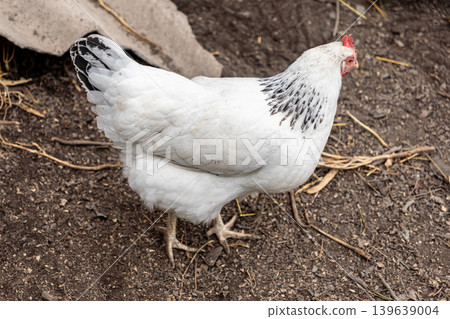 A white chicken with black neck plumage stands on the dry ground of a rural farmyard, representing the core concepts of sustainable poultry agriculture and natural organic animal husbandry A white chicken with black neck plumage stands on the dry ground of a rural farmyard, representing the core concepts of sustainable poultry agriculture and natural organic animal husbandry 139639004