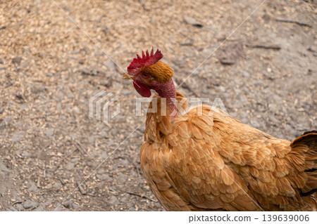 Naked neck chicken standing on a rural farmyard, representing natural livestock, organic poultry farming, countryside living, and sustainable agricultural practices in a rustic environment Naked neck chicken standing on a rural farmyard, representing natural livestock, organic poultry farming, countryside living, and sustainable agricultural practices in a rustic environment 139639006