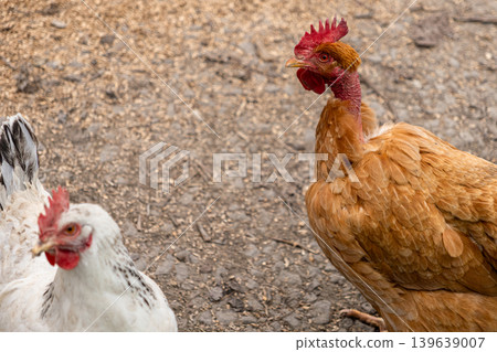 A unique naked neck chicken stands on rural farm ground alongside a white hen, showcasing distinct poultry breed traits and natural animal behavior within a traditional agricultural setting A unique naked neck chicken stands on rural farm ground alongside a white hen, showcasing distinct poultry breed traits and natural animal behavior within a traditional agricultural setting 139639007