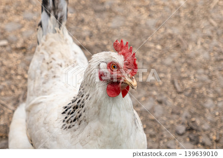 A close up portrait of a white hen standing in a farmyard with detailed feathers and a bright red comb, perfectly illustrating livestock farming, poultry production, and organic food sourcing A close up portrait of a white hen standing in a farmyard with detailed feathers and a bright red comb, perfectly illustrating livestock farming, poultry production, and organic food sourcing 139639010