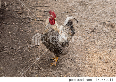 A proud rooster with detailed patterned feathers stands on natural farm ground, effectively representing traditional rural life and agricultural themes to showcase livestock poultry in the wild A proud rooster with detailed patterned feathers stands on natural farm ground, effectively representing traditional rural life and agricultural themes to showcase livestock poultry in the wild 139639011