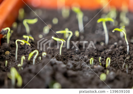 Small green sprouts emerging from dark moist soil in a seedling tray represent new life, growth, spring season, agricultural development, gardening activity, and organic nature cultivation Small green sprouts emerging from dark moist soil in a seedling tray represent new life, growth, spring season, agricultural development, gardening activity, and organic nature cultivation 139639108
