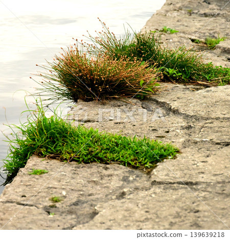 grass by the water 139639218