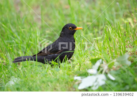 Common blackbird in a clearing Common blackbird in a clearing 139639402