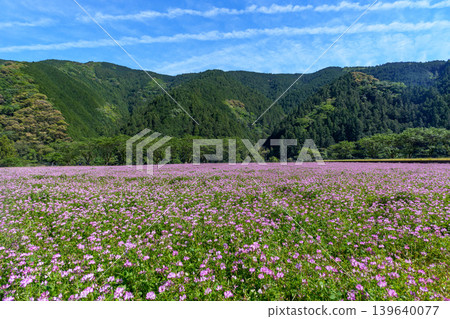 A quintessential spring and early summer scene in Kochi: fields of blooming clover in rice paddies and the surrounding mountain scenery. A quintessential spring and early summer scene in Kochi: fields of blooming clover in rice paddies and the surrounding mountain scenery. 139640077
