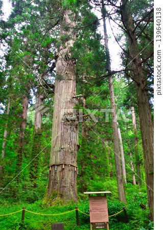 Hakuroyama rose cedar Hakuroyama rose cedar 139640138