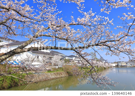 【兵庫縣】晴空萬裡下，丹波笹山城與盛開的櫻花 139640146