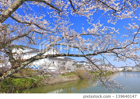【兵庫縣】晴空萬裡下，丹波笹山城與盛開的櫻花 139640147