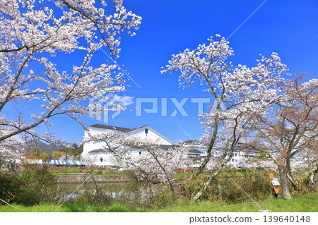 [Hyogo Prefecture] Tanba Sasayama Castle and cherry blossoms in full bloom under a clear sky 139640148
