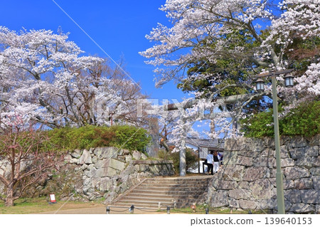 [Hyogo Prefecture] Tanba Sasayama Castle and cherry blossoms in full bloom under a clear sky (Aoyama Shrine) 139640153