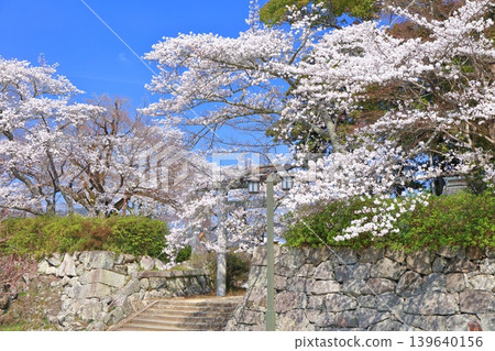[Hyogo Prefecture] Tanba Sasayama Castle and cherry blossoms in full bloom under a clear sky (Aoyama Shrine) 139640156