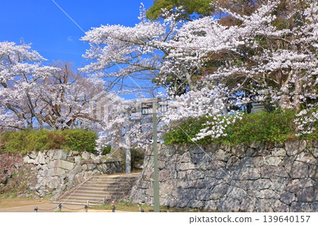 [Hyogo Prefecture] Tanba Sasayama Castle and cherry blossoms in full bloom under a clear sky (Aoyama Shrine) 139640157