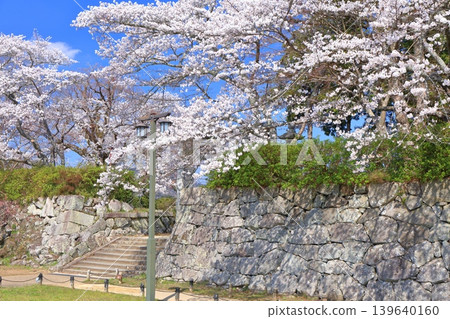 【兵庫縣】晴空下丹波笹山城與盛開的櫻花(青山神社) 【兵庫縣】晴空下丹波笹山城與盛開的櫻花(青山神社) 139640160