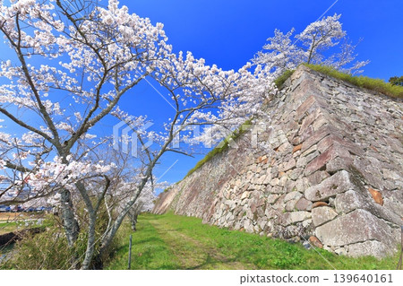 [Hyogo Prefecture] Tanba Sasayama Castle and cherry blossoms in full bloom under a clear sky 139640161
