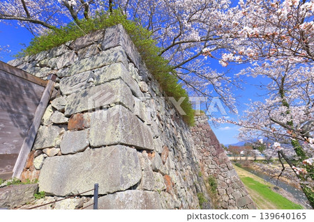 【兵庫縣】晴空萬裡下，丹波笹山城與盛開的櫻花 139640165