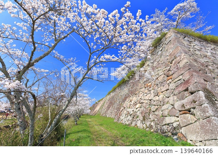 【兵庫縣】晴空萬裡下,丹波笹山城與盛開的櫻花 【兵庫縣】晴空萬裡下,丹波笹山城與盛開的櫻花 139640166