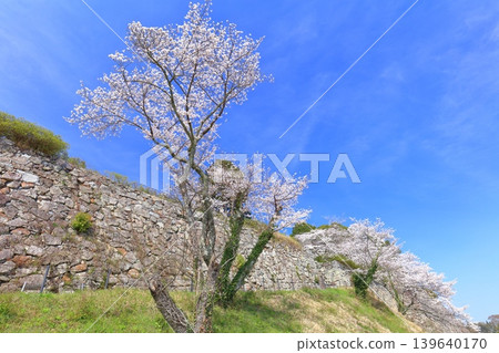 [Hyogo Prefecture] Tanba Sasayama Castle and cherry blossoms in full bloom under a clear sky 139640170