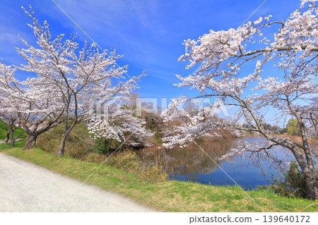 [Hyogo Prefecture] Tanba Sasayama Castle and cherry blossoms in full bloom under a clear sky 139640172