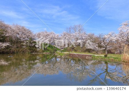 [Hyogo Prefecture] The symmetrical Tamba Sasayama Castle and cherry blossoms in full bloom 139640174
