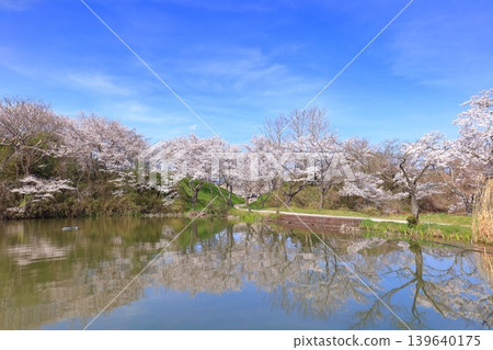 [Hyogo Prefecture] The symmetrical Tamba Sasayama Castle and cherry blossoms in full bloom 139640175