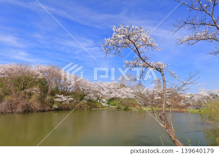 [Hyogo Prefecture] The symmetrical Tamba Sasayama Castle and cherry blossoms in full bloom 139640179