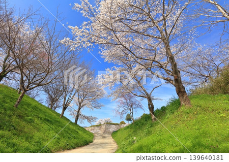 【兵庫縣】晴空萬裡下,丹波笹山城與盛開的櫻花 【兵庫縣】晴空萬裡下,丹波笹山城與盛開的櫻花 139640181