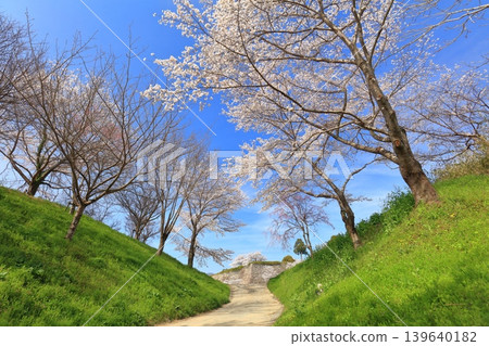 [Hyogo Prefecture] Tanba Sasayama Castle and cherry blossoms in full bloom under a clear sky 139640182