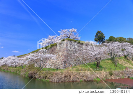 [Hyogo Prefecture] Tanba Sasayama Castle and cherry blossoms in full bloom under a clear sky 139640184