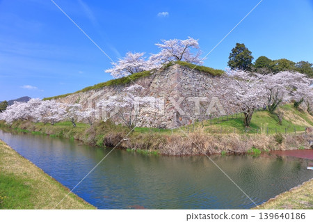 [Hyogo Prefecture] Tanba Sasayama Castle and cherry blossoms in full bloom under a clear sky 139640186