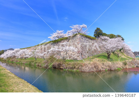[Hyogo Prefecture] Tanba Sasayama Castle and cherry blossoms in full bloom under a clear sky 139640187