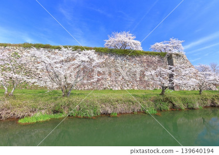 [Hyogo Prefecture] Tanba Sasayama Castle and cherry blossoms in full bloom under a clear sky 139640194